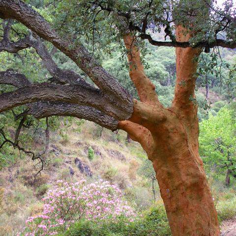 cork-oak